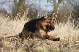 BERGER ALLEMAND 981